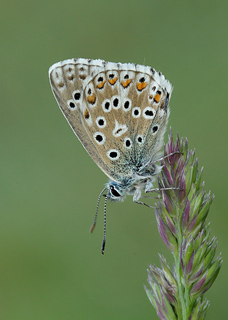 Adonis Blue Polyommatus bellargus