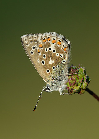 Adonis Blue Polyommatus bellargus