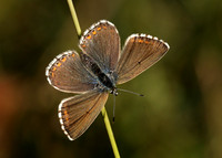 Adonis Blue Polyommatus bellargus