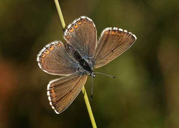Adonis Blue Polyommatus bellargus
