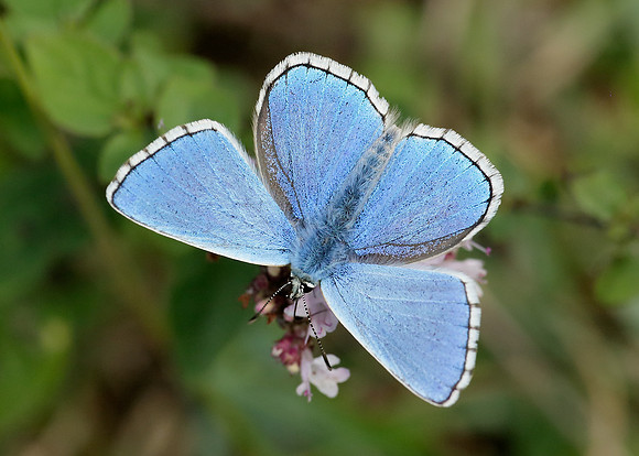 Adonis Blue Polyommatus bellargus