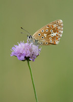 Adonis Blue Polyommatus bellargus
