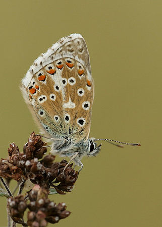 Adonis Blue Polyommatus bellargus