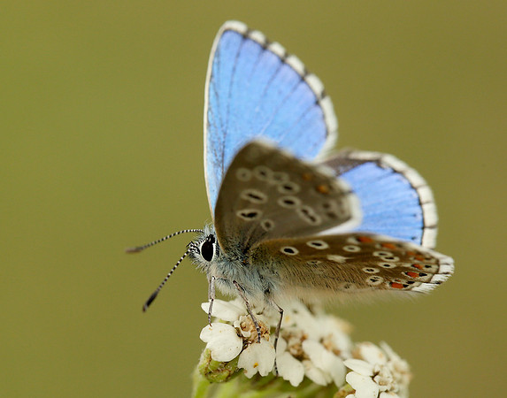 Adonis Blue Polyommatus bellargus