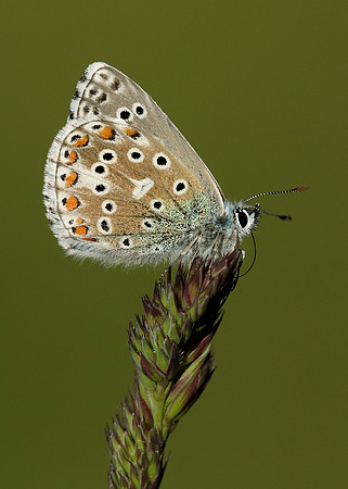 Adonis Blue Polyommatus bellargus