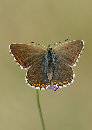 Adonis Blue Polyommatus bellargus