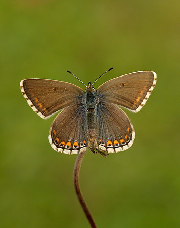 Adonis Blue Polyommatus bellargus