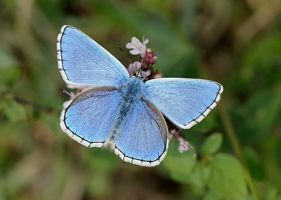 Adonis Blue Polyommatus bellargus