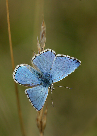 Adonis Blue Polyommatus bellargus