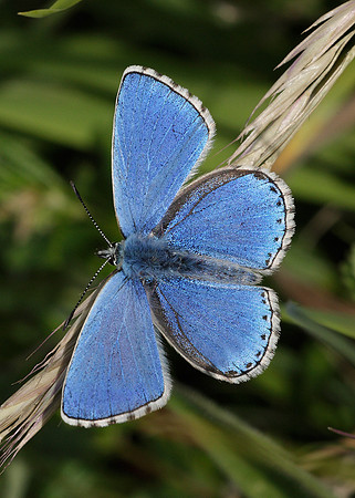 Adonis Blue Polyommatus bellargus