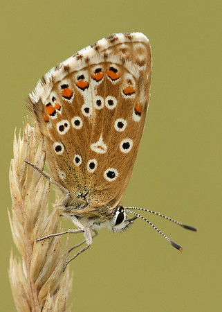 Adonis Blue Polyommatus bellargus