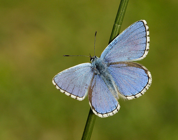 Adonis Blue Polyommatus bellargus