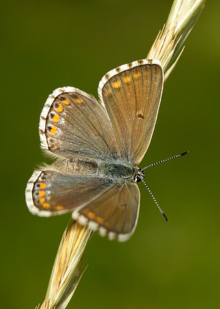 Adonis Blue Polyommatus bellargus