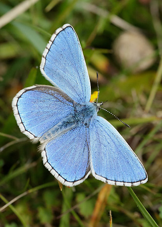 Adonis Blue Polyommatus bellargus