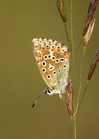 Adonis Blue Polyommatus bellargus