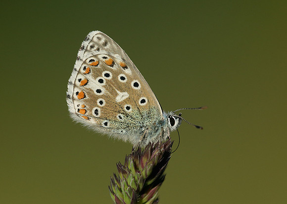 Adonis Blue Polyommatus bellargus