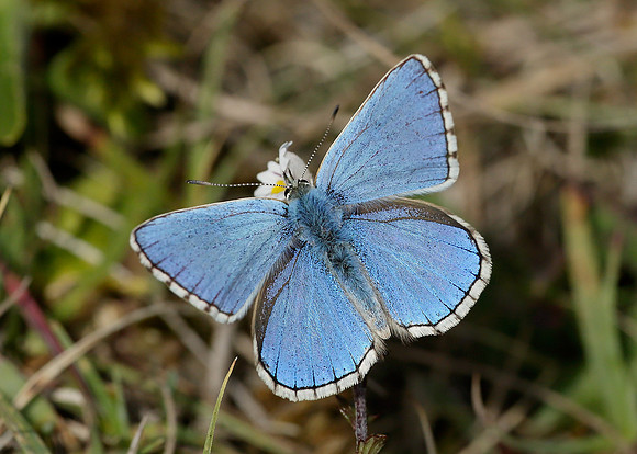 Adonis Blue Polyommatus bellargus