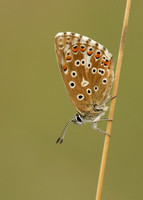 Adonis Blue Polyommatus bellargus
