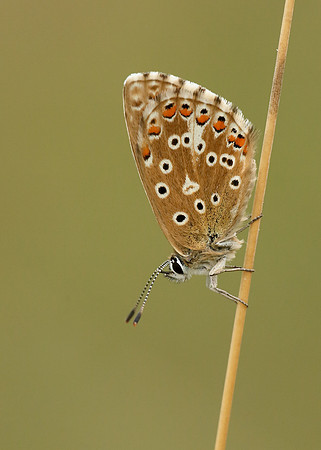 Adonis Blue Polyommatus bellargus