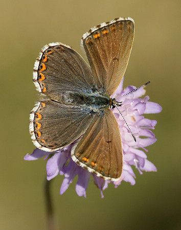 Adonis Blue Polyommatus bellargus