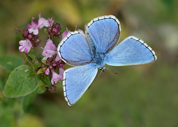 Adonis Blue Polyommatus bellargus