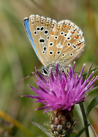 Adonis Blue Polyommatus bellargus