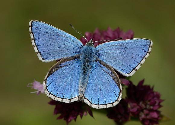 Adonis Blue Polyommatus bellargus