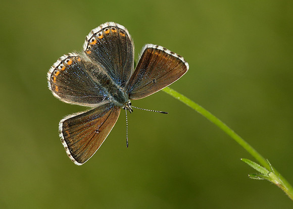 Adonis Blue Polyommatus bellargus