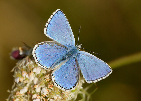 Adonis Blue Polyommatus bellargus