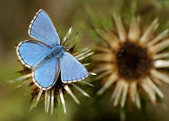 Adonis Blue Polyommatus bellargus