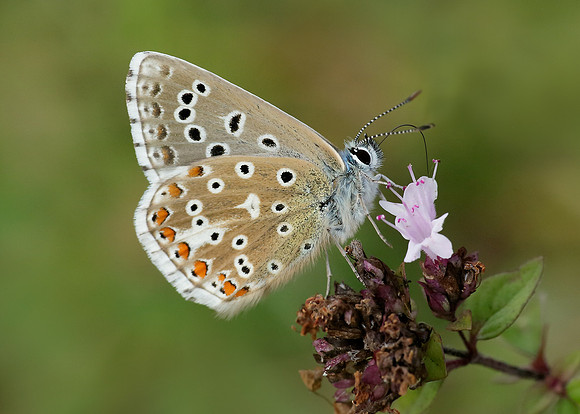Adonis Blue Polyommatus bellargus