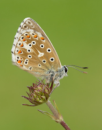 Adonis Blue Polyommatus bellargus