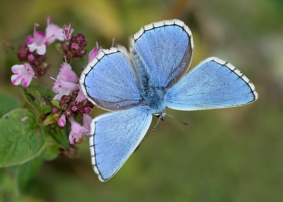 Adonis Blue Polyommatus bellargus