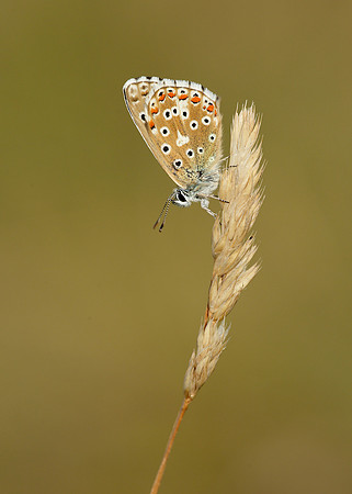 Adonis Blue Polyommatus bellargus