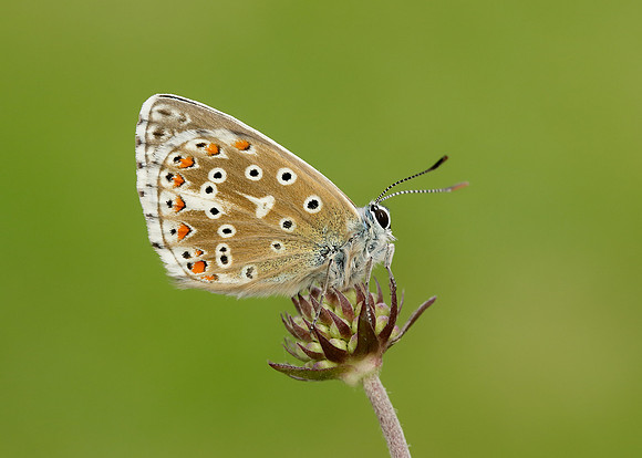 Adonis Blue Polyommatus bellargus