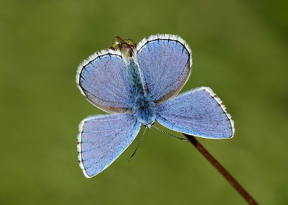 Adonis Blue Polyommatus bellargus