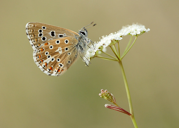 Adonis Blue Polyommatus bellargus
