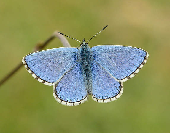 Adonis Blue Polyommatus bellargus