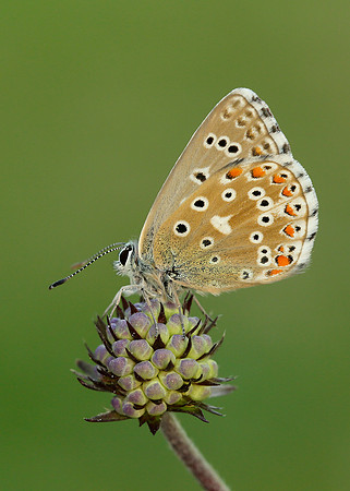 Adonis Blue Polyommatus bellargus
