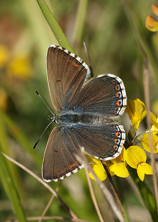Adonis Blue Polyommatus bellargus