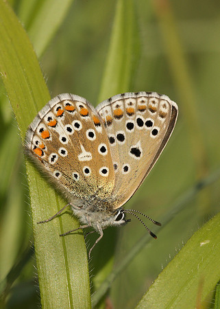 Adonis Blue Polyommatus bellargus
