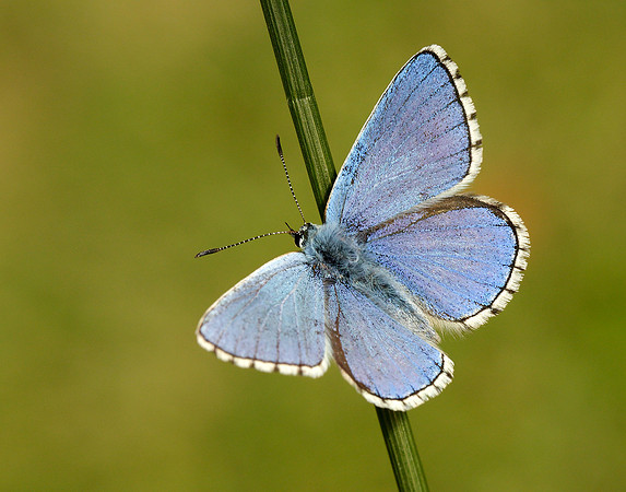 Adonis Blue Polyommatus bellargus