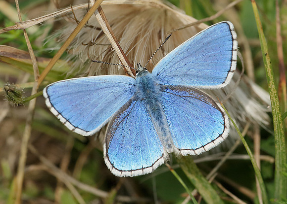 Adonis Blue Polyommatus bellargus