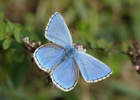 Adonis Blue Polyommatus bellargus
