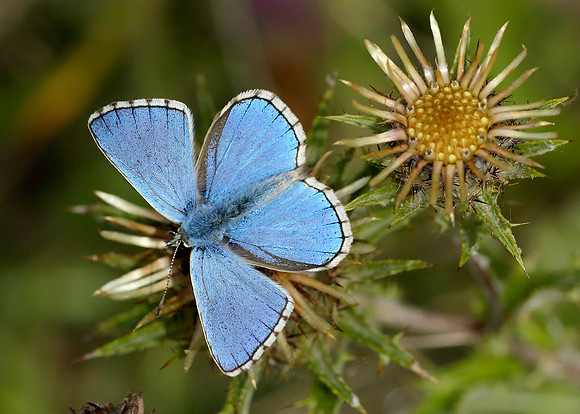 Adonis Blue Polyommatus bellargus
