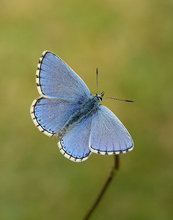 Adonis Blue Polyommatus bellargus