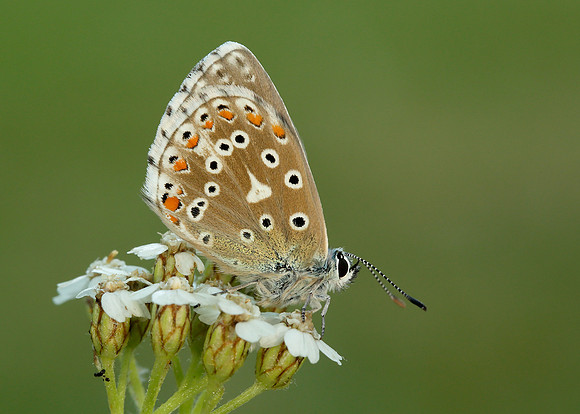 Adonis Blue Polyommatus bellargus