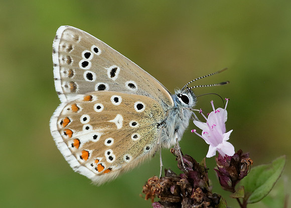 Adonis Blue Polyommatus bellargus