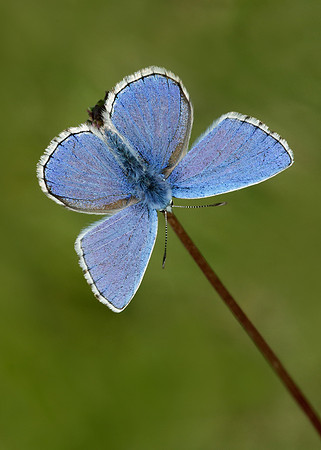 Adonis Blue Polyommatus bellargus