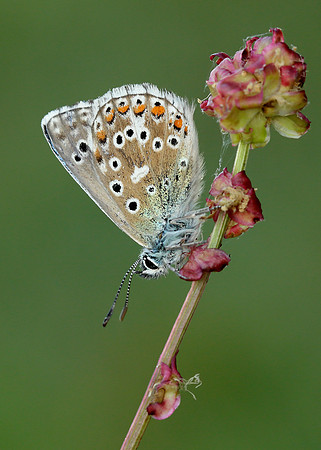 Adonis Blue Polyommatus bellargus